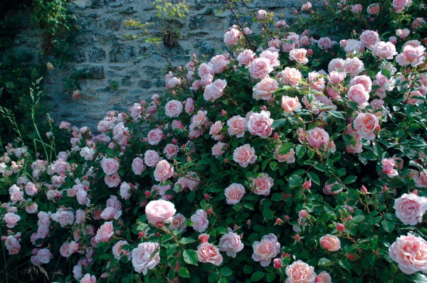 planter un rosier liane