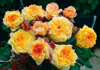 Rosier Générosa Georges Denjean Rosiers en pot Georges Denjean, en pot de 3 ou 5.5 litres.