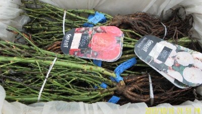 Les rosiers à racines nues de la roseraie Guillot emballés avec soin conseils de jardinage