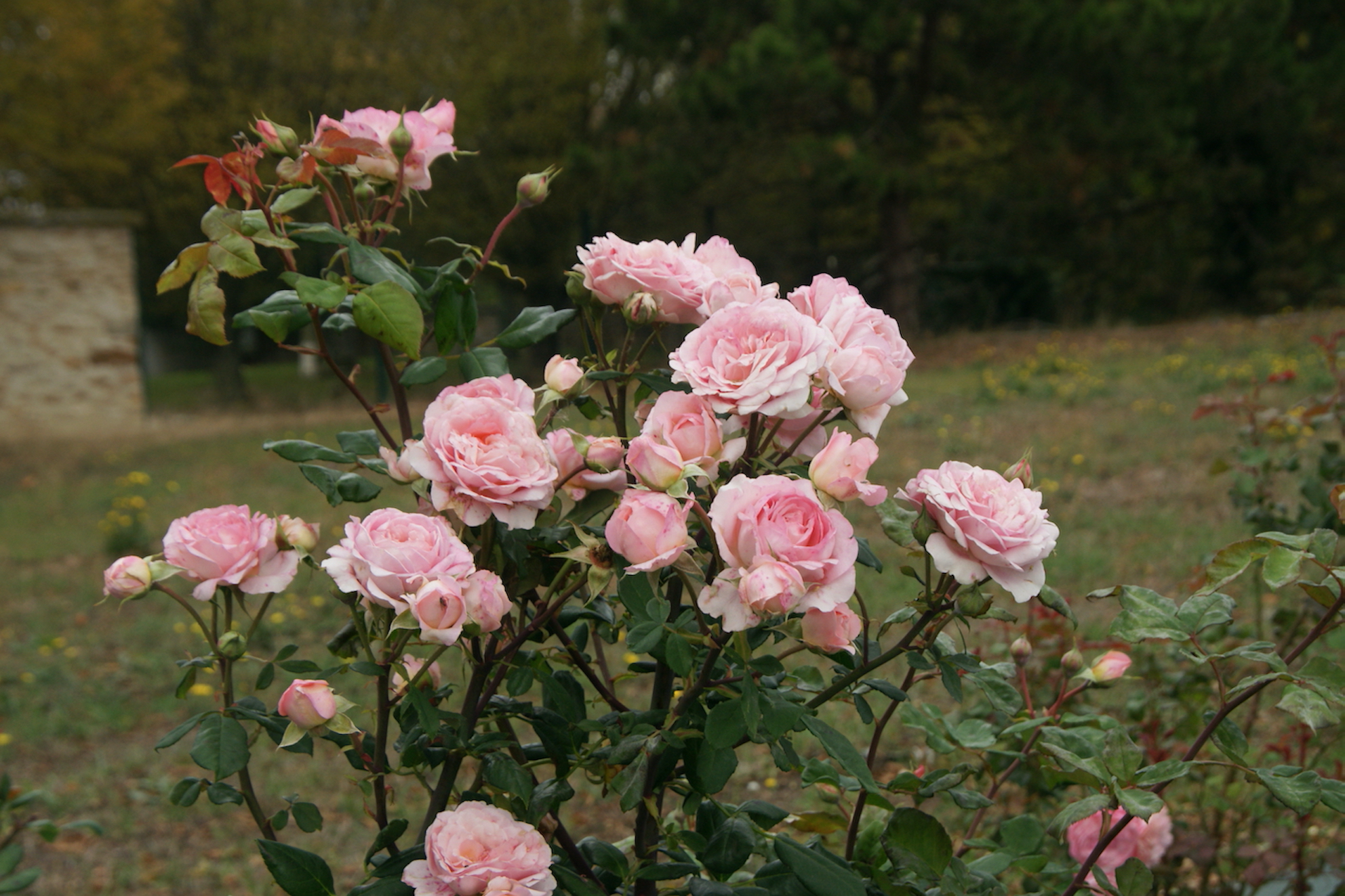 Rosier Buisson Générosa® - Anne-Sophie Pic® - Roses Guillot®