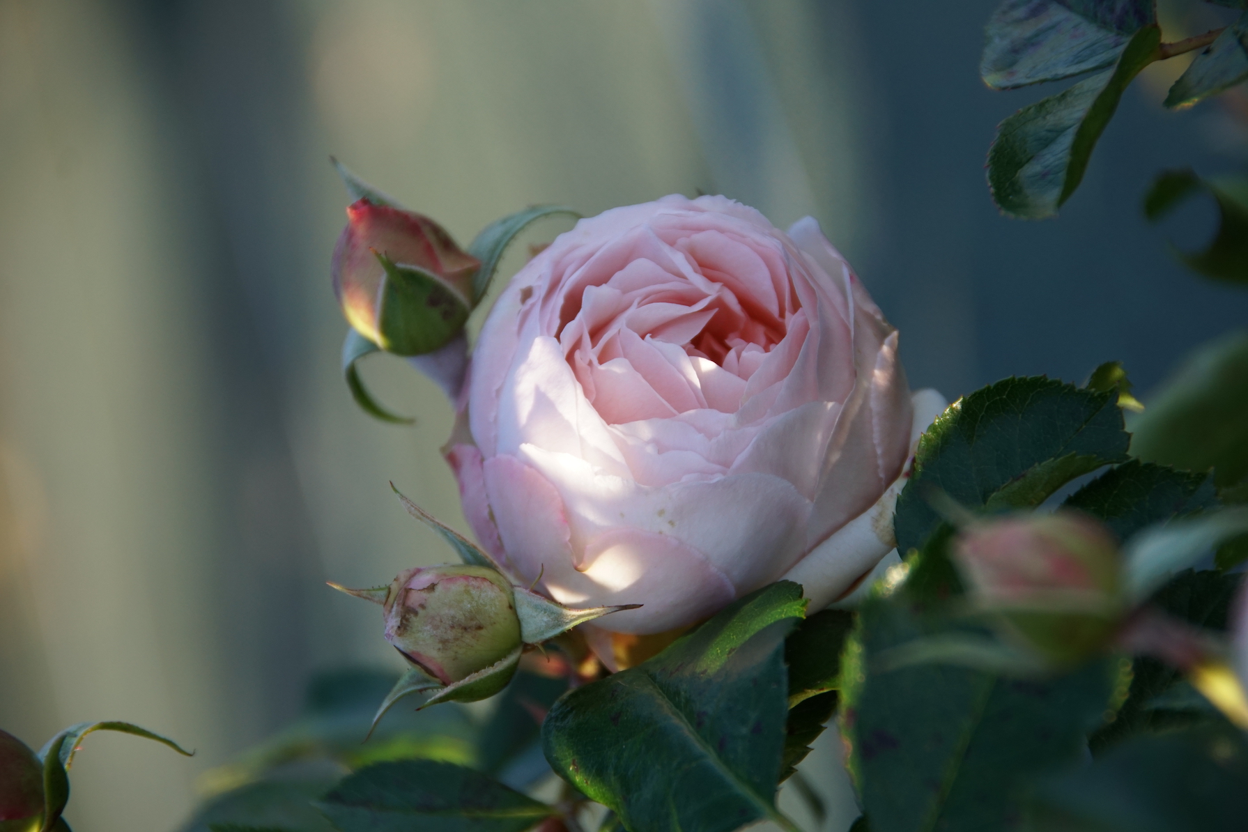 Rosier miniature Générosa® - Chantal Thomass® - Roses Guillot®