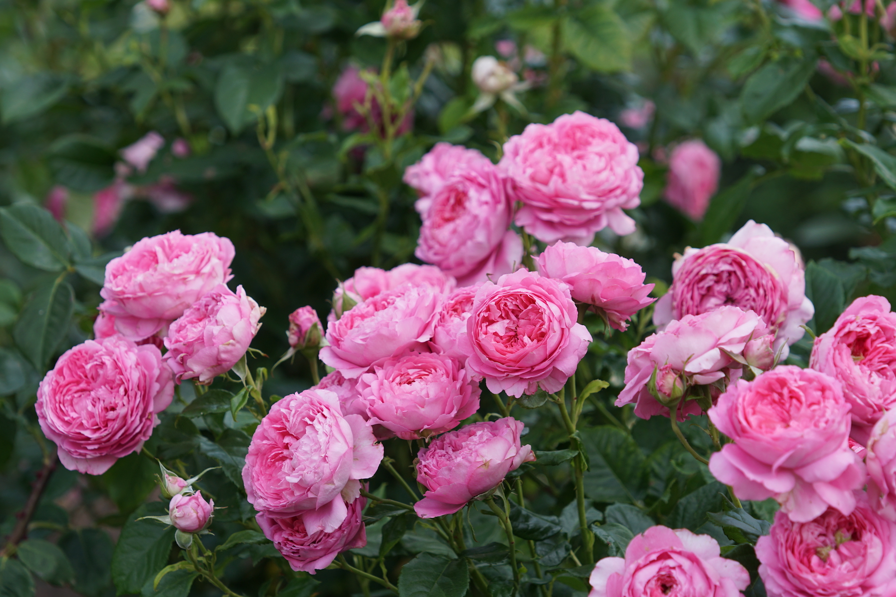 Rosier buisson Générosa® - Chantal Mérieux® - Roses Guillot®