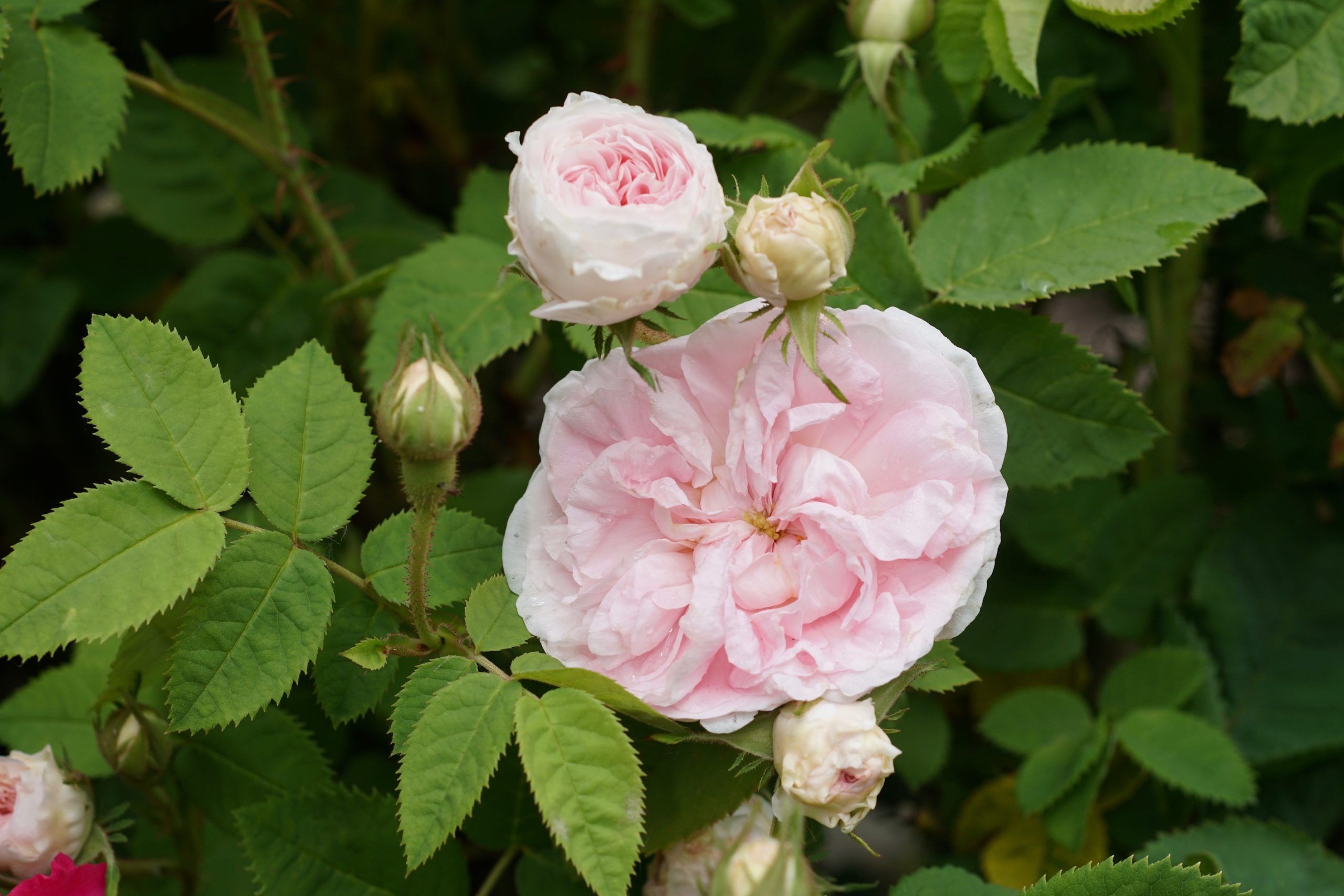 Rosier ancien Alba buisson - Cuisse de Nymphe émue - Roses Guillot®