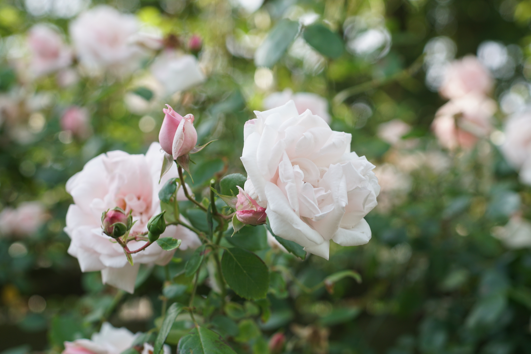 Rosier ancien liane - New Dawn - Roses Guillot®