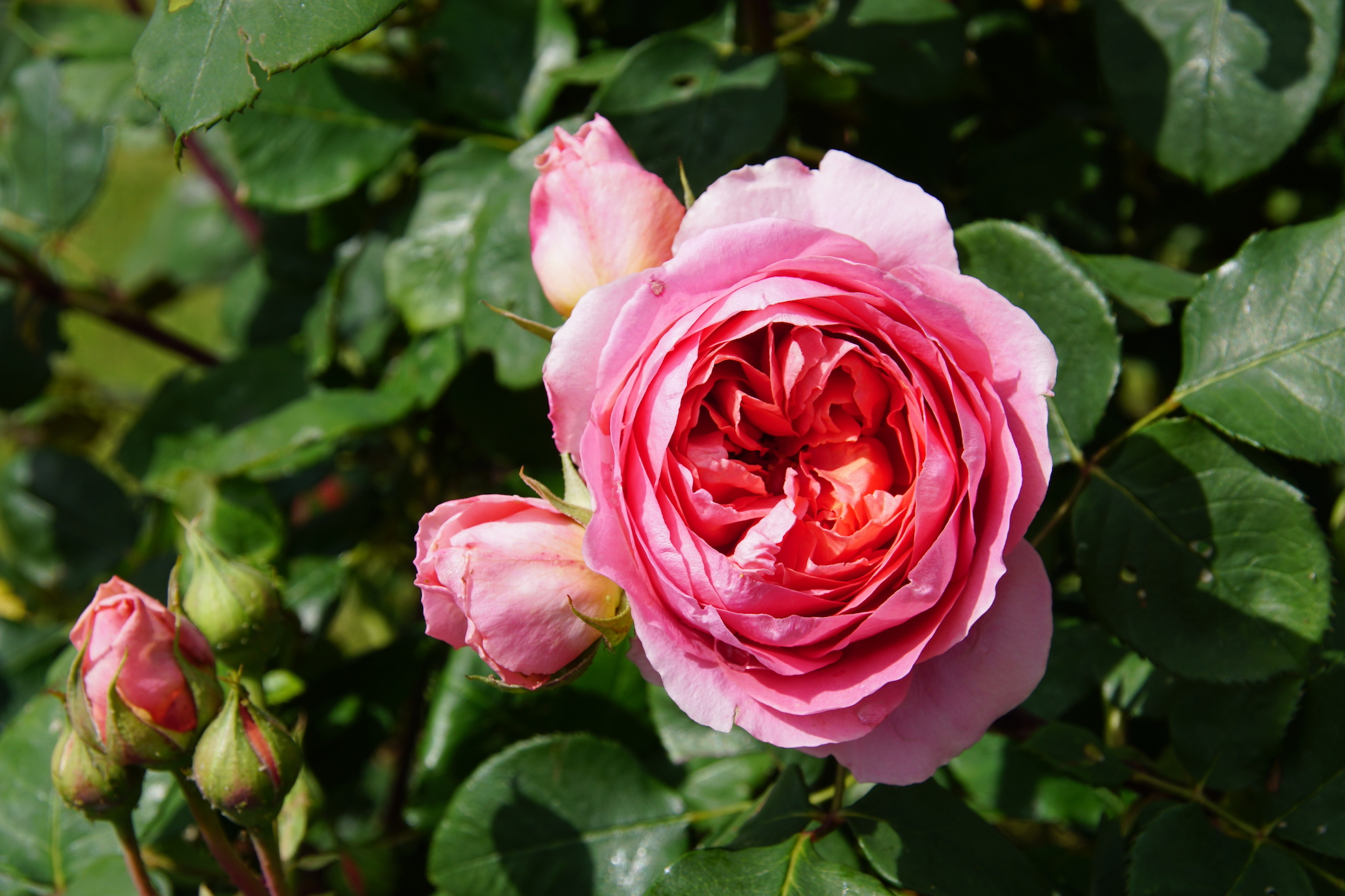 Les pétales du rosier Amandine Chanel sont parfaits en décoration