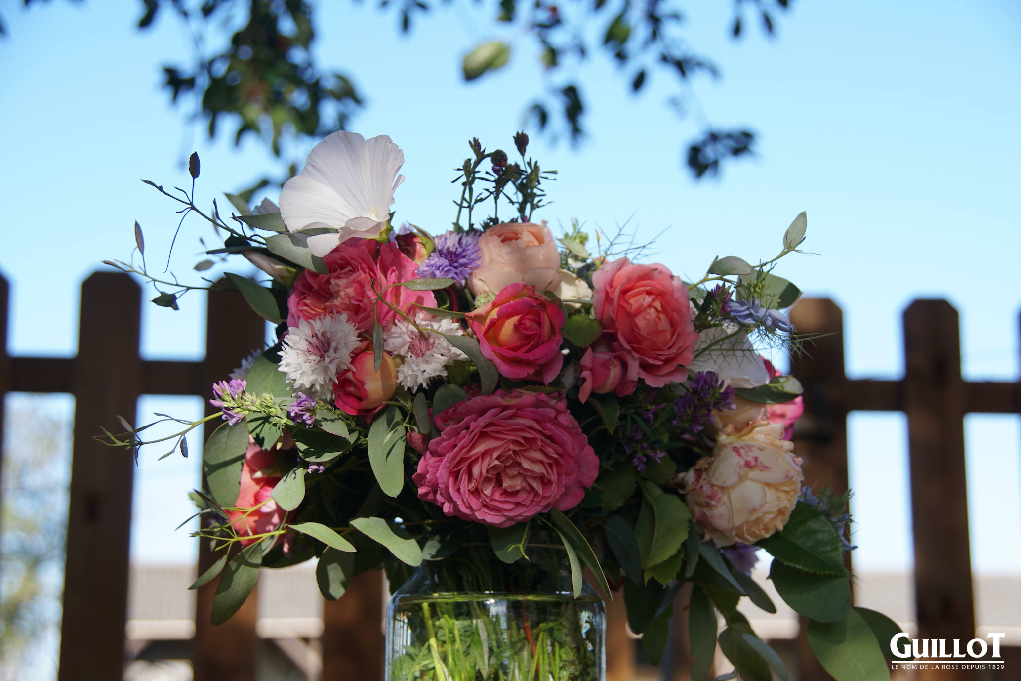 Bouquet de nouveautés 2021 - Roses Guillot®