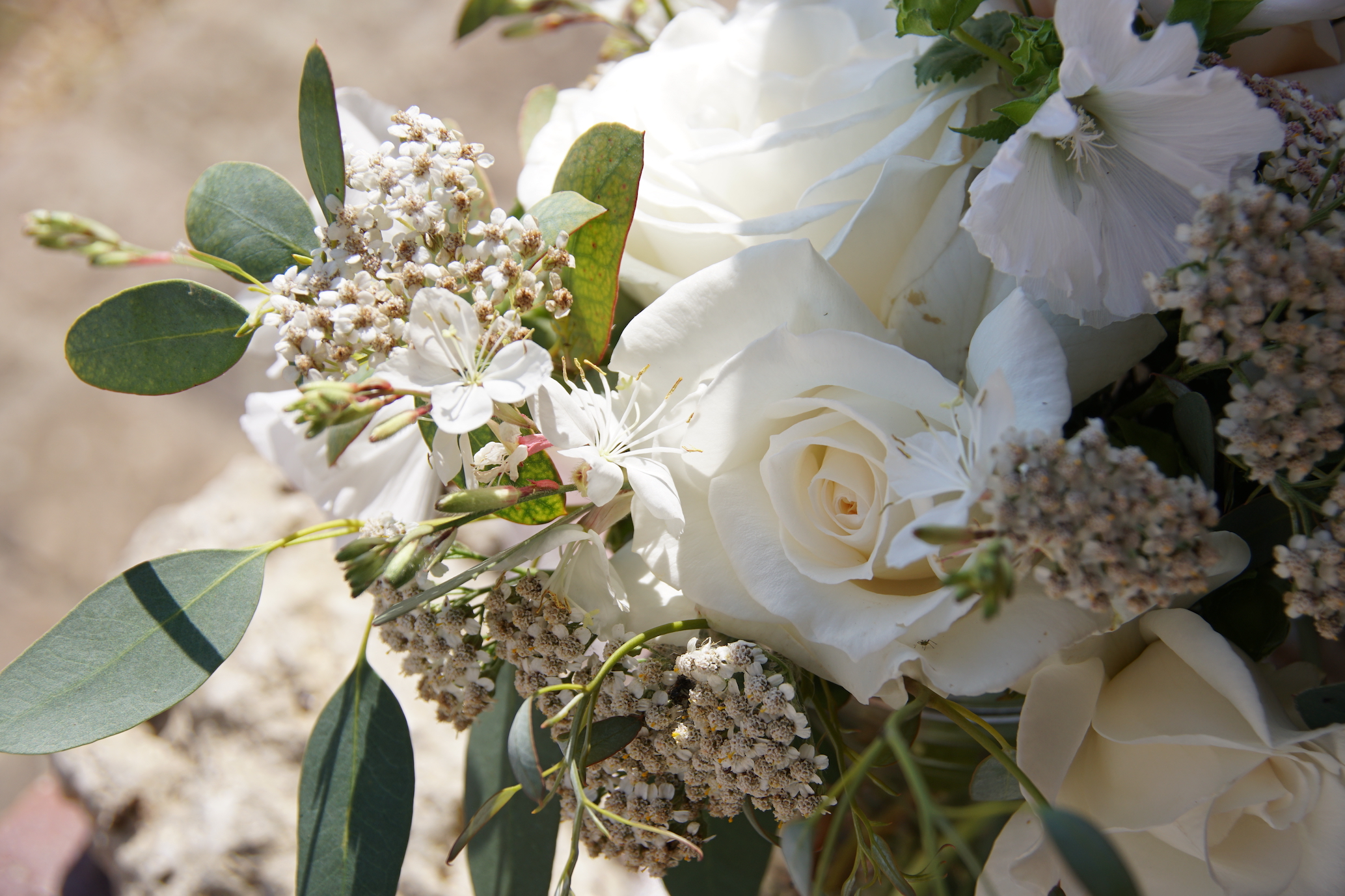Bouquet de roses blanches - ©Roses Guillot®