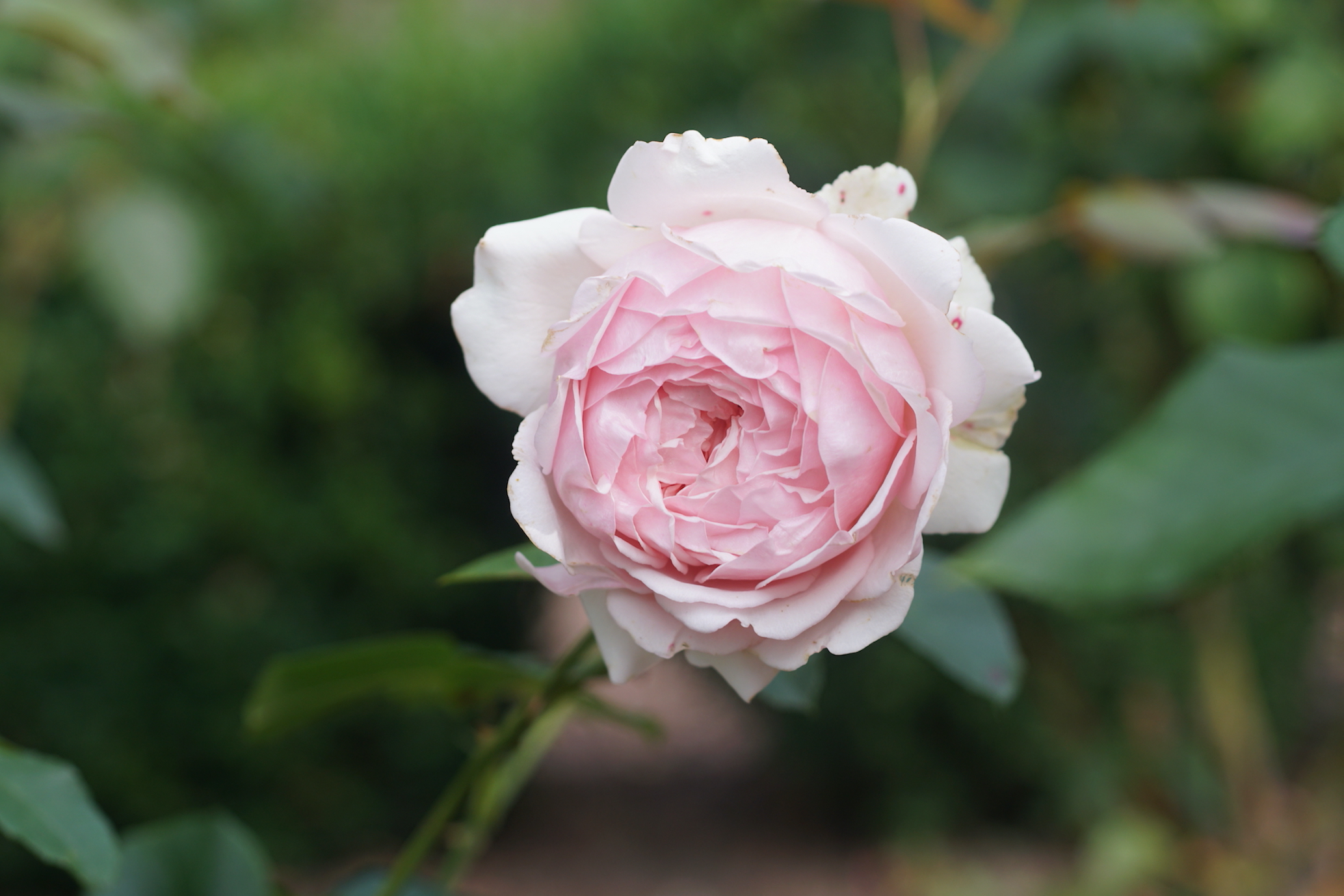 Rosier Carméline®, globuleuse -Roses Guillot®