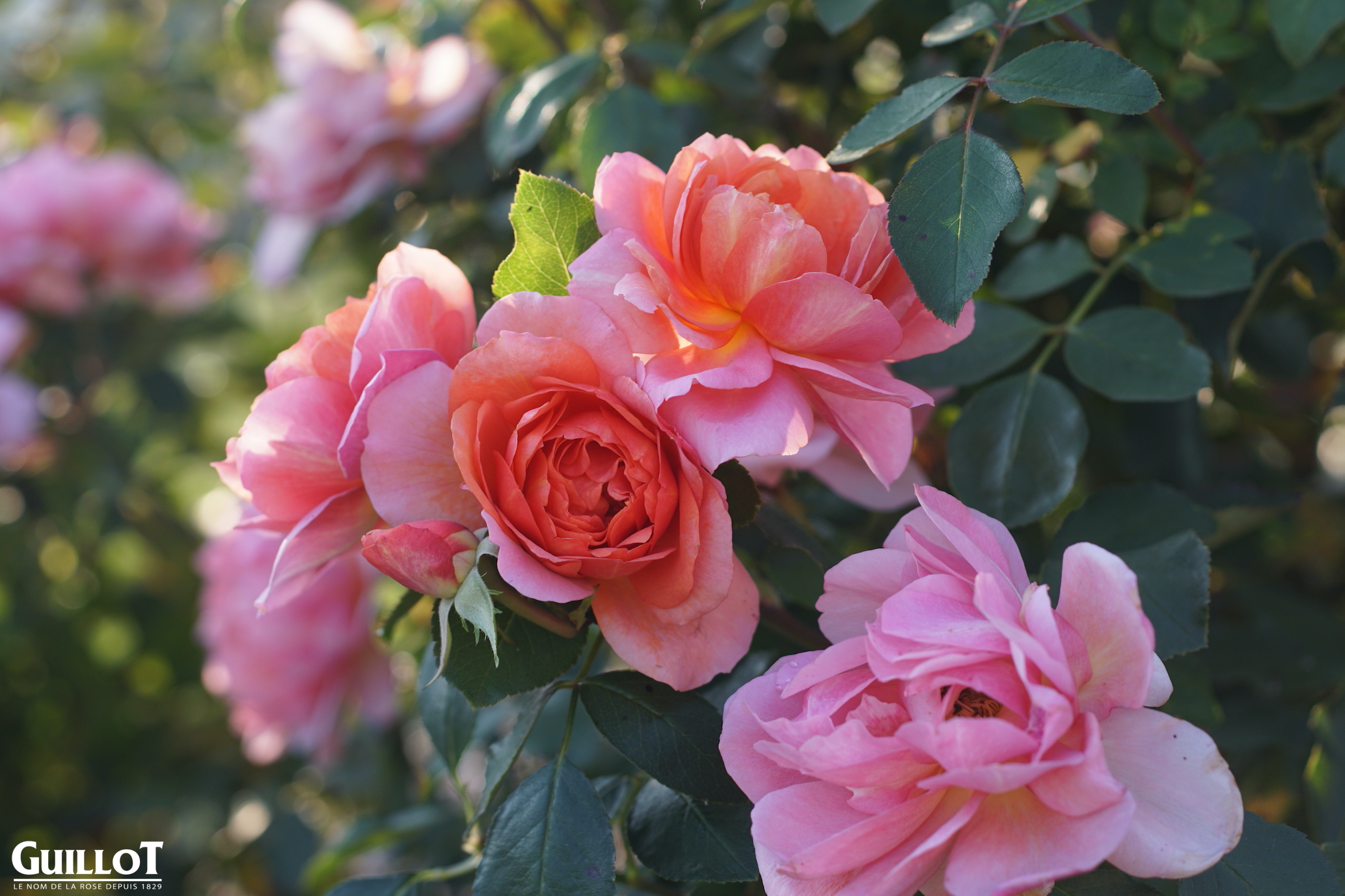 Chantal Ladesou, Terre de Roses® - Roses Guillot®
