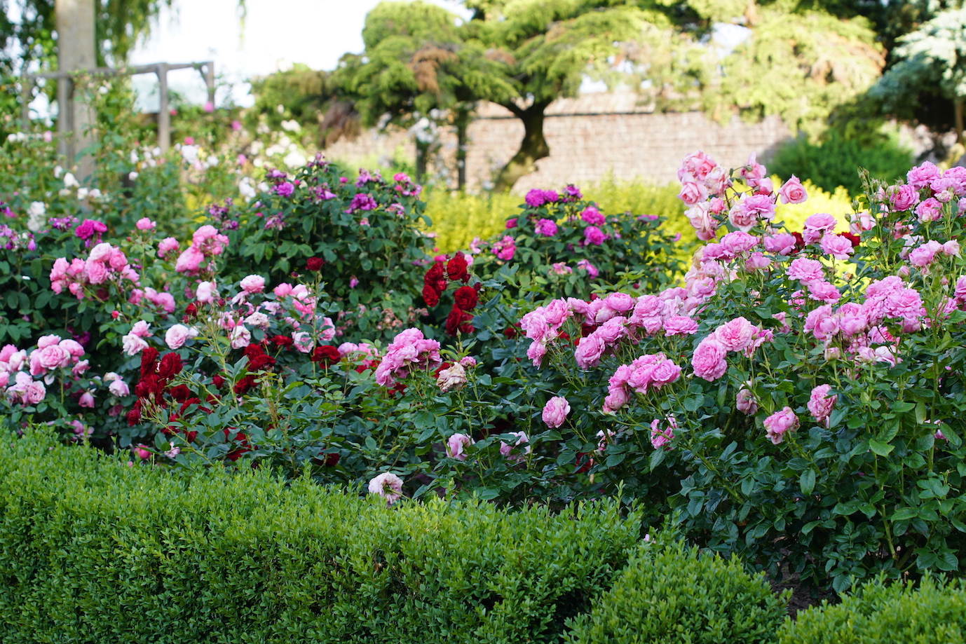 Massif de roses avec Chantal Mérieux, Rose Brouilly et Rose de Rescht - Roses Guillot®