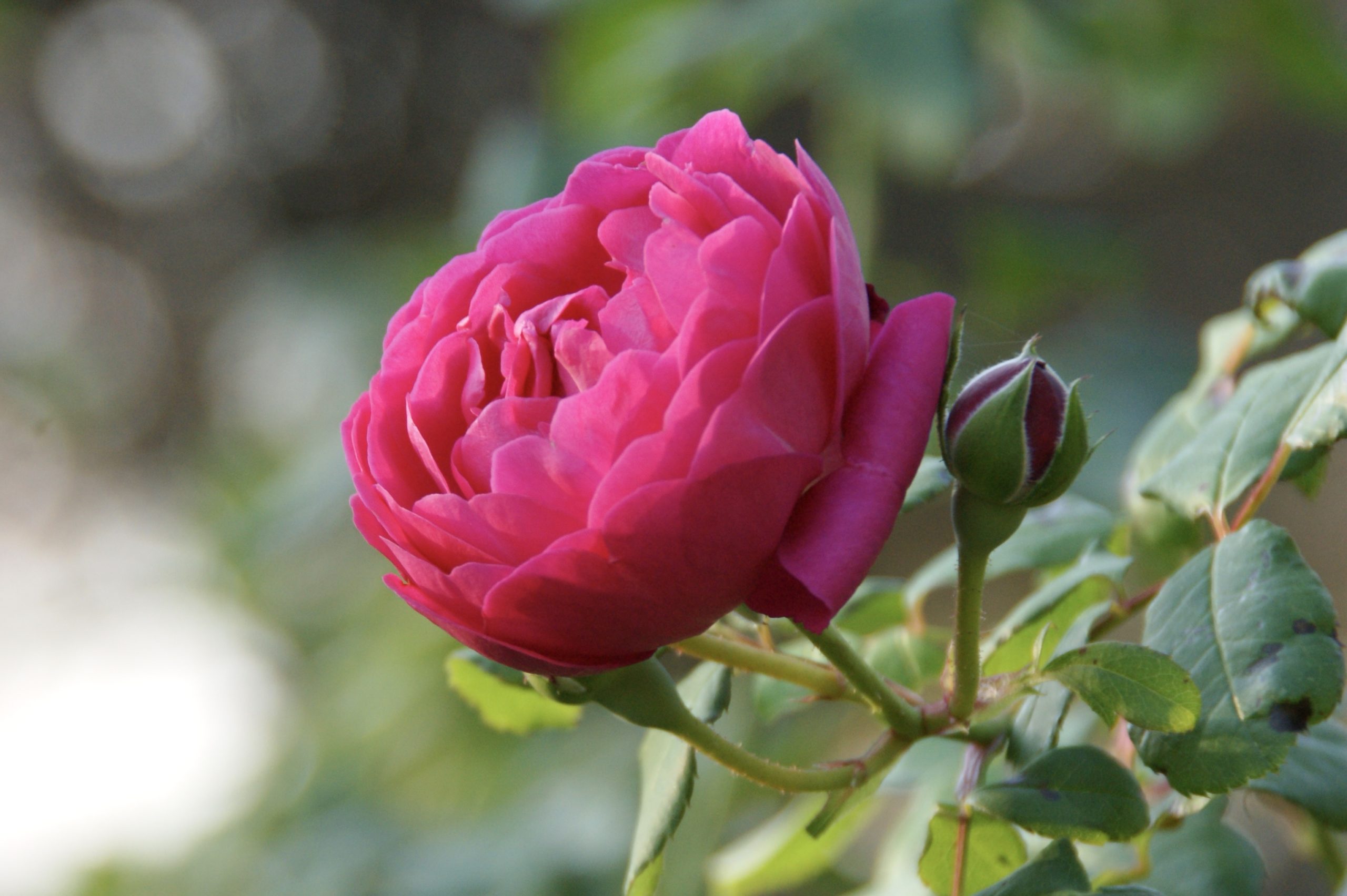 Rosier Cybelle®, en coupe - Roses Guillot®