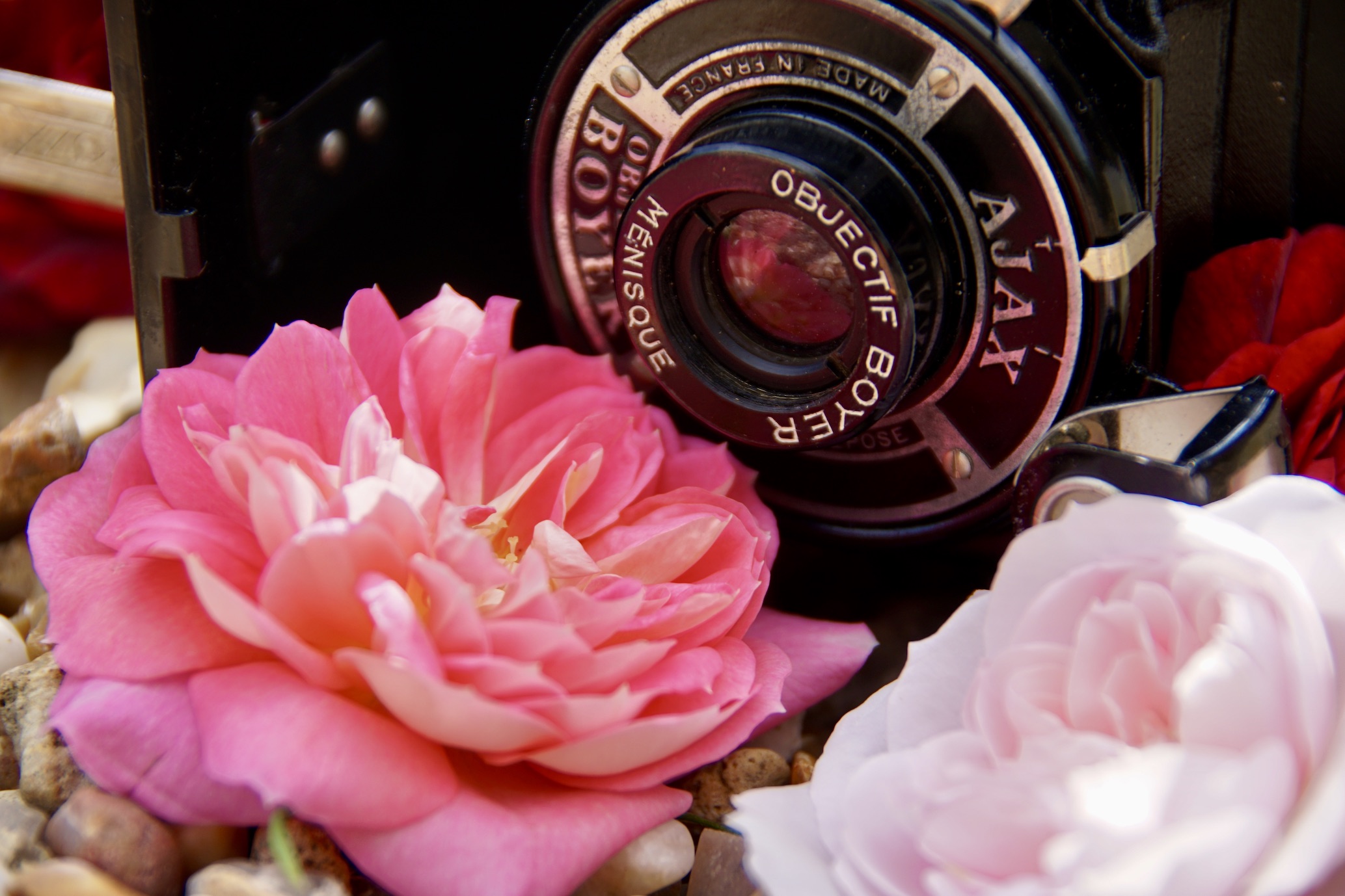 Amateurs De Photos de jardins, laissez-vous inspirer par les Roses Guillot®
