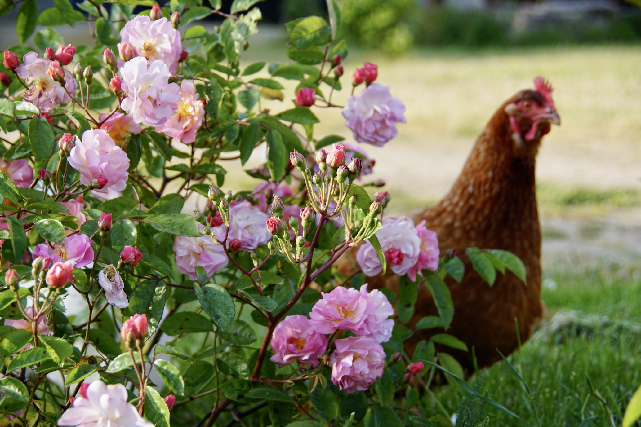 Les poules au jardin pour une bon équilibre de la biodiversité. 