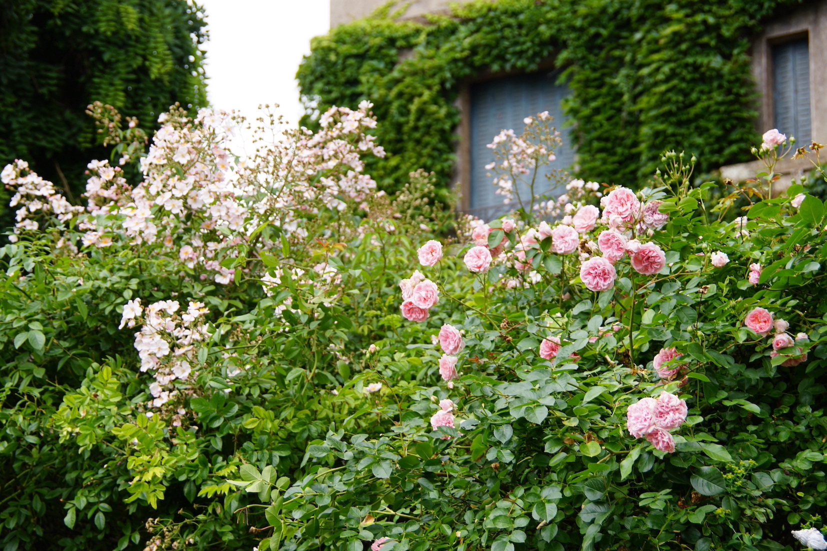 Les roses en cuisines pour nous rappeler la beauté de notre jardin aux beaux jours