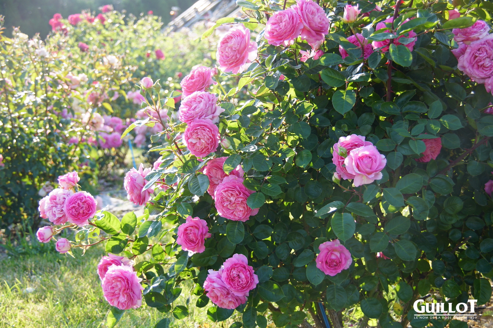 Roses en Baie® - Générosa® - ©Roses Guillot®