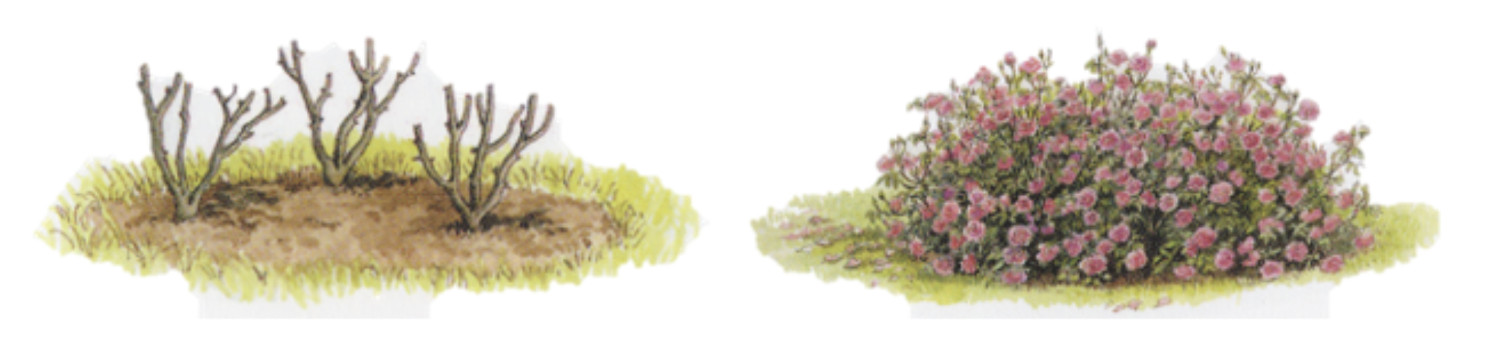 Distance de plantation des rosiers pour un bel effet massif - Roses Guillot®