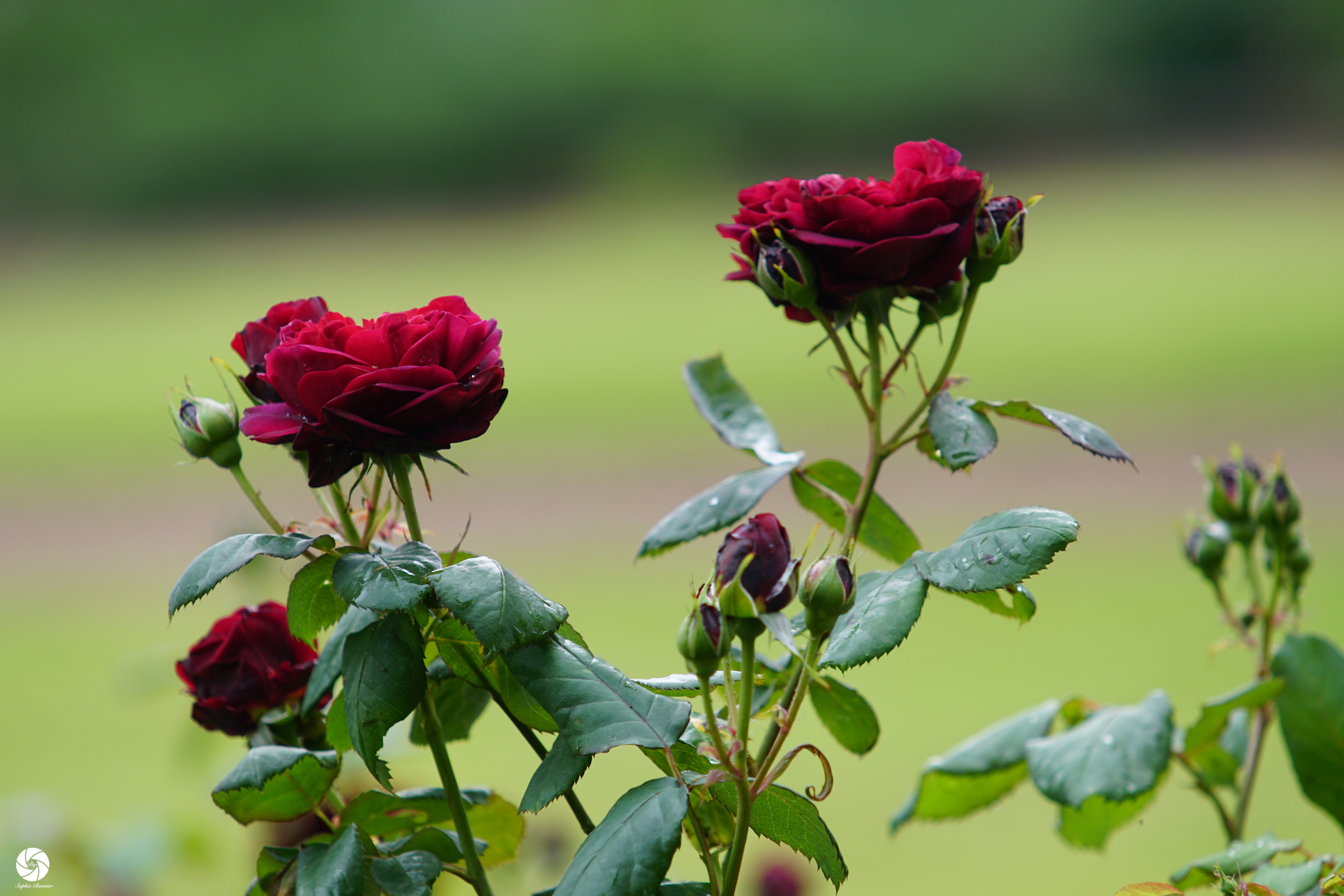 Générosa® Bicentenaire de Guillot - Roses Guillot®