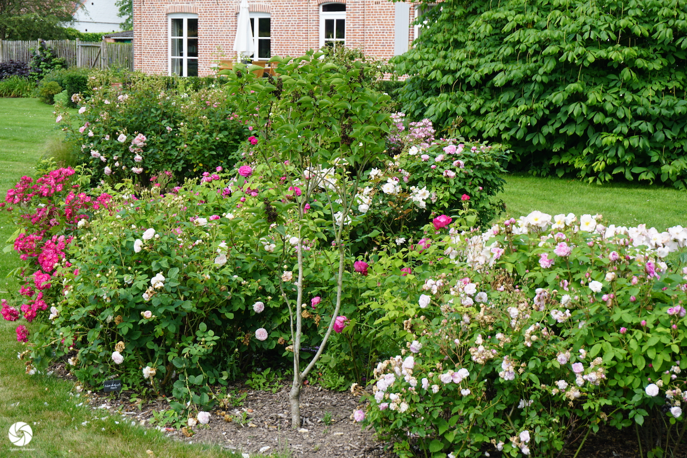 les rosiers du jardin