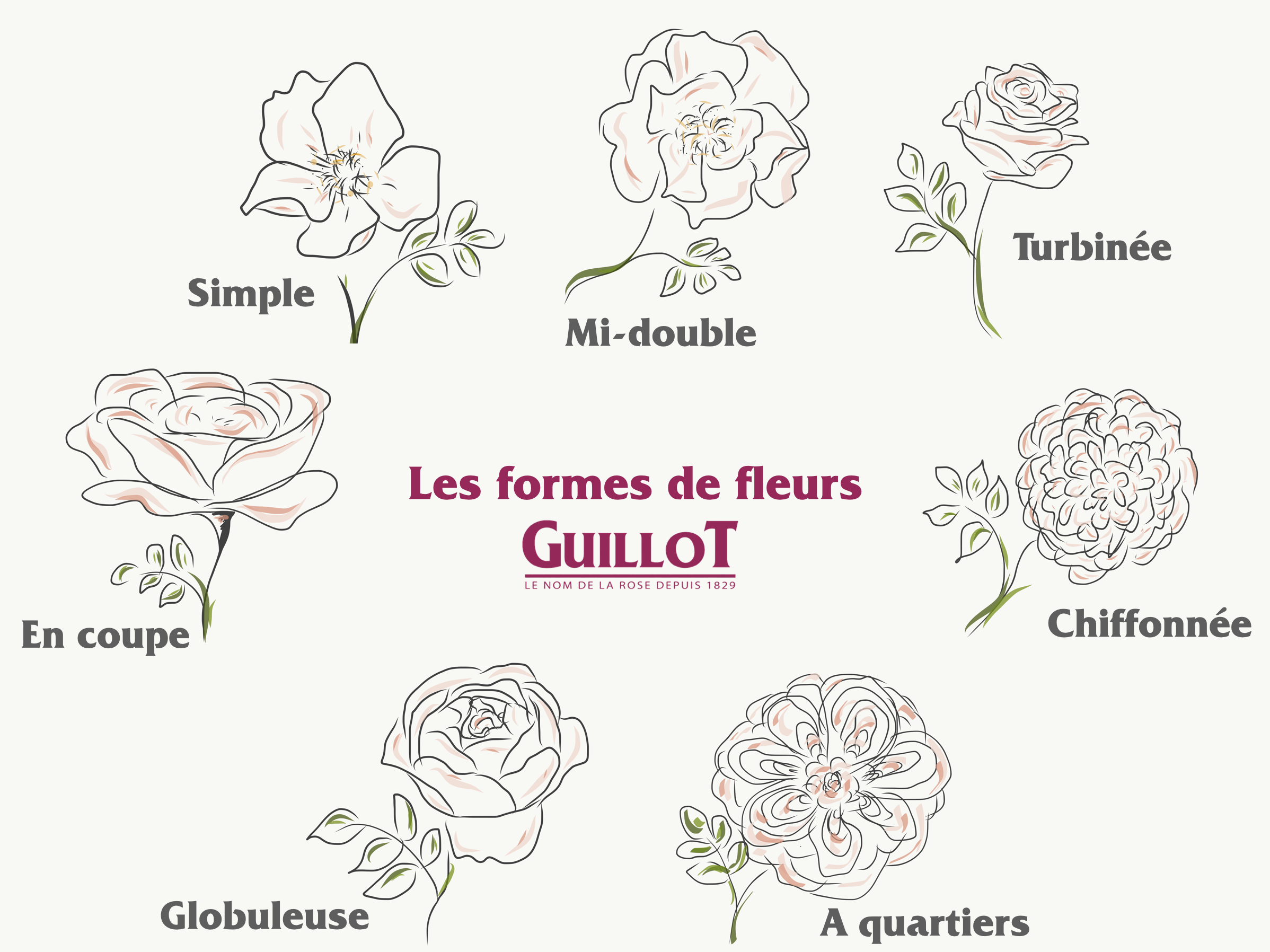 Les formes de fleurs - Roses Guillot®