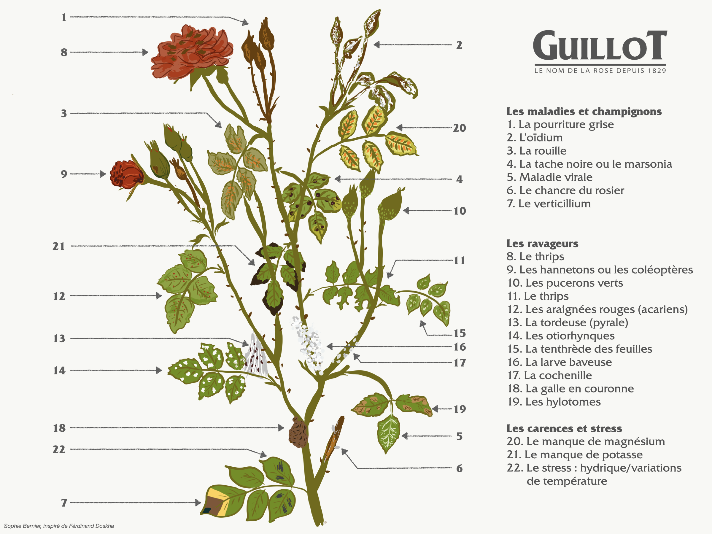 Schéma des différentes maladies et ravageurs - Roses Guillot®.