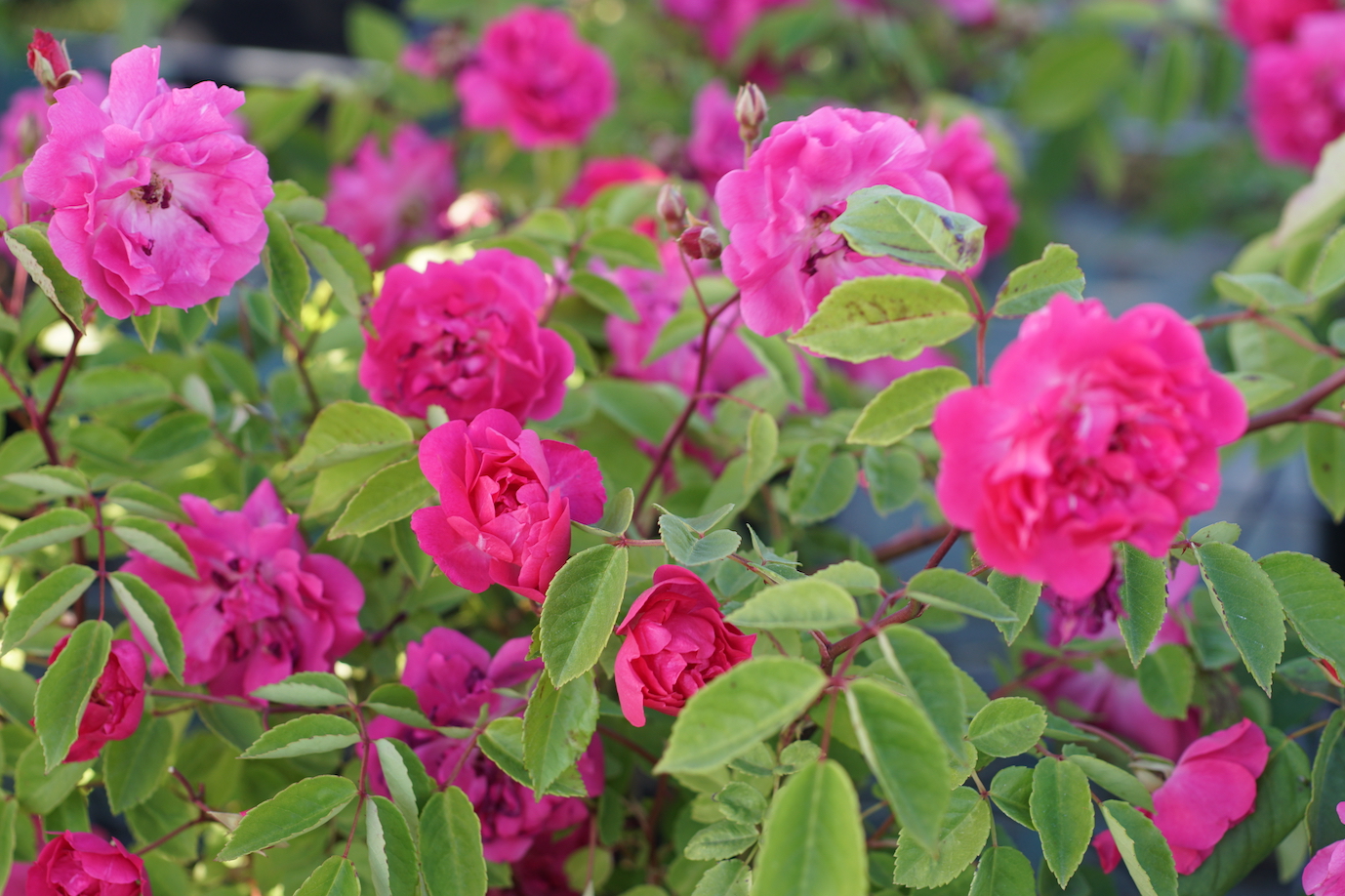 Mini Rosier polyantha Demitasse - Roses Guillot®