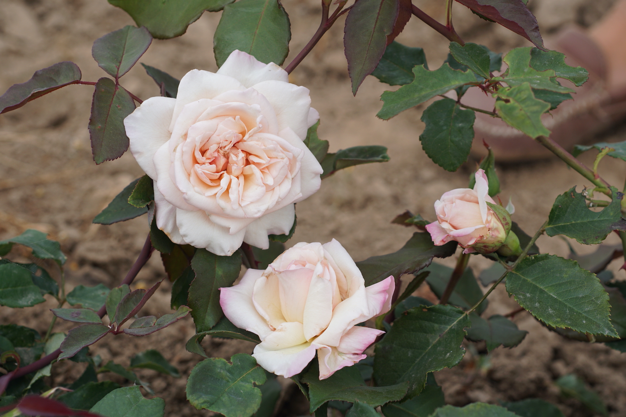 Rose Thé ancienne Mme Falcot - Roses Guillot®