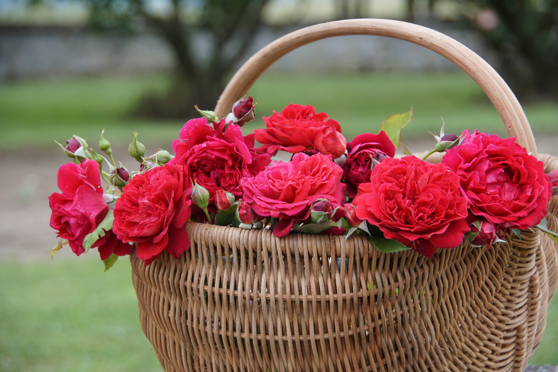 Panier de roses rouges - ©Roses Guillot®