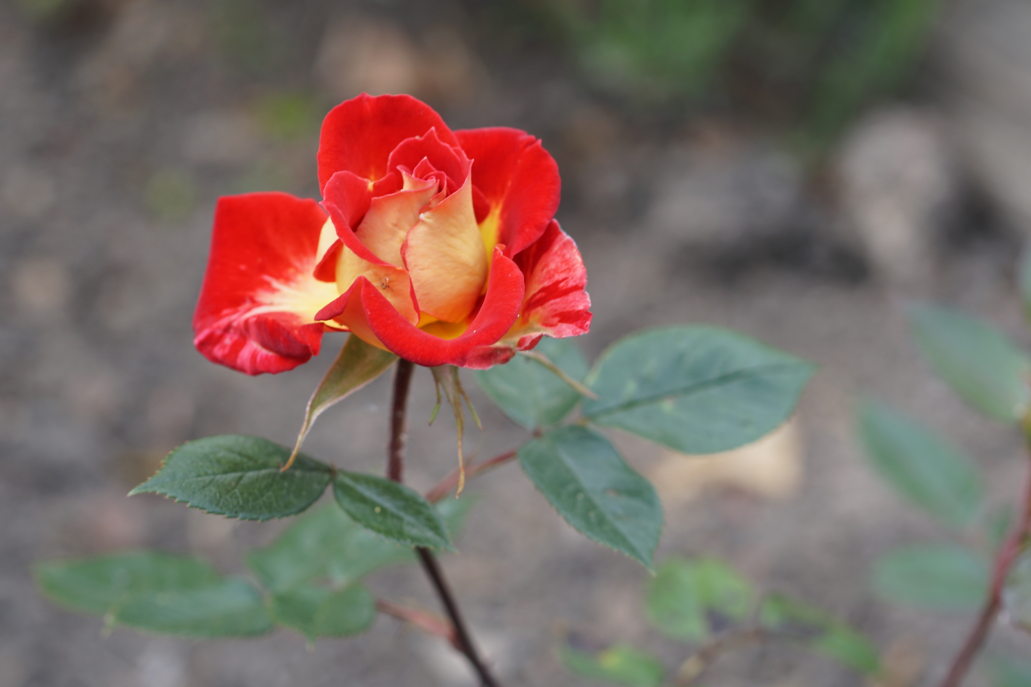 Rosier Petite Perfection®, turbinée -Roses Guillot®