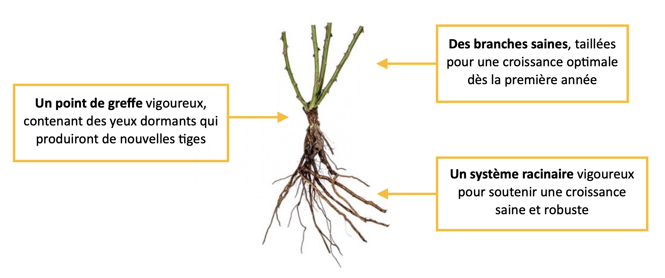 Qu'est-ce qu'un rosier racines nues - Roses Guillot®