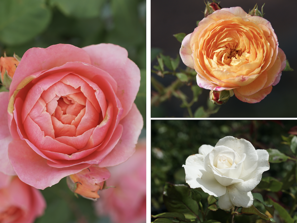 Roses Parfumées Amandine Chanel®, Rosomane Janon® et Frérédic Dard® - ©Roses Guillot®