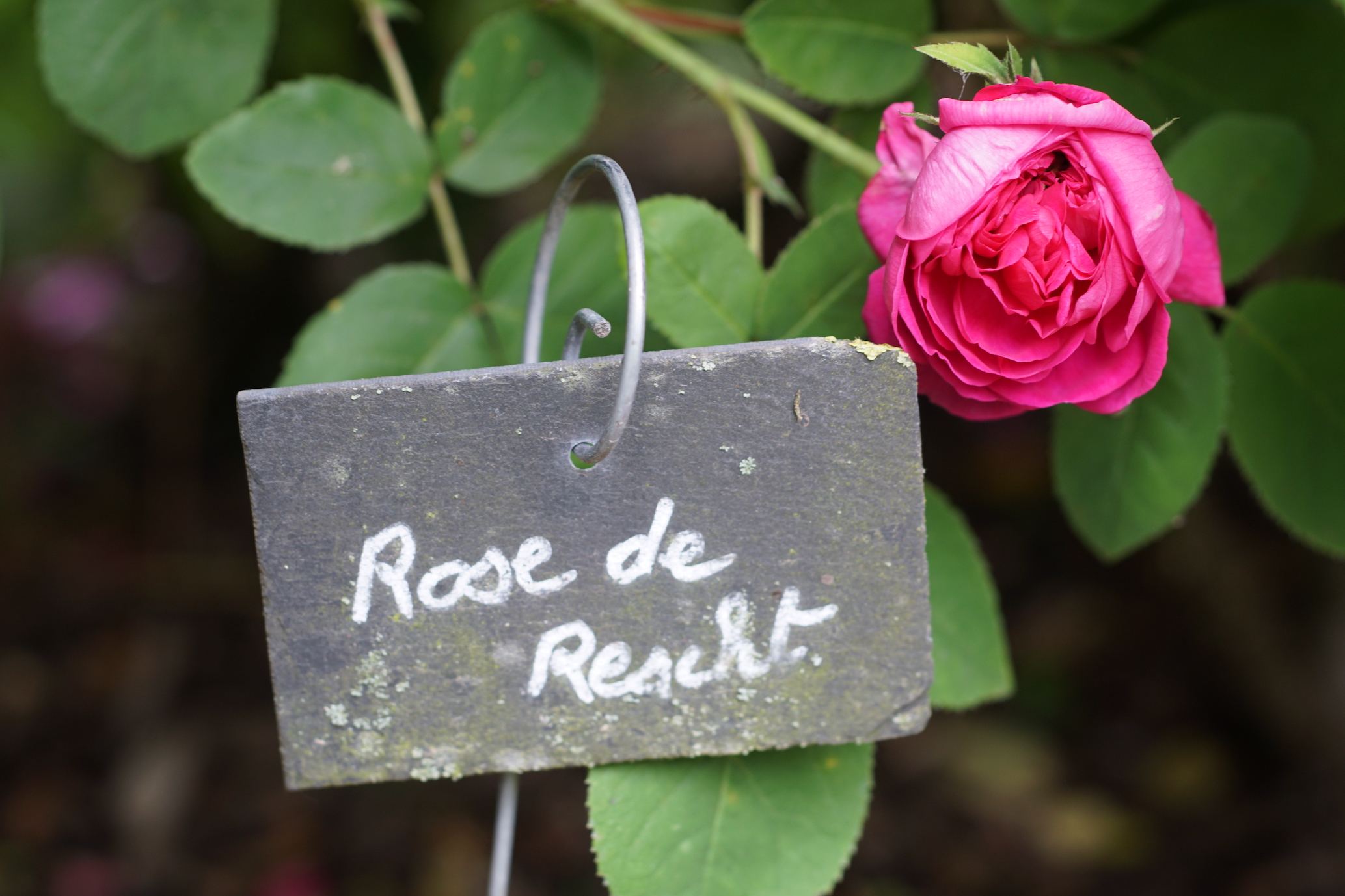 Rosier ancien Rose de Rescht - ©Roses Guillot®