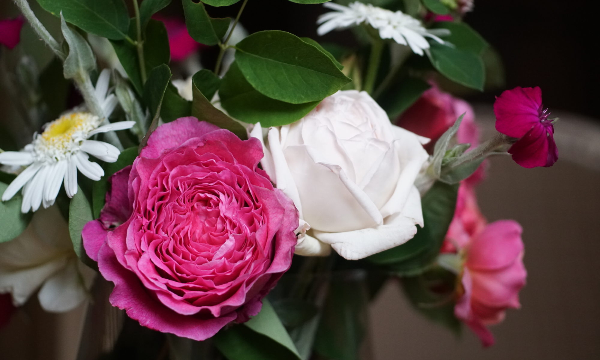 Le top des roses violettes - Blog Guillot®