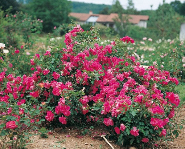 rosier à fleurs groupées isabelle mainoz