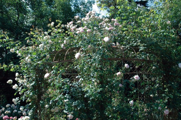 New Dawn le rosier grimpant ancien aimé des jardiniers pour le jardin